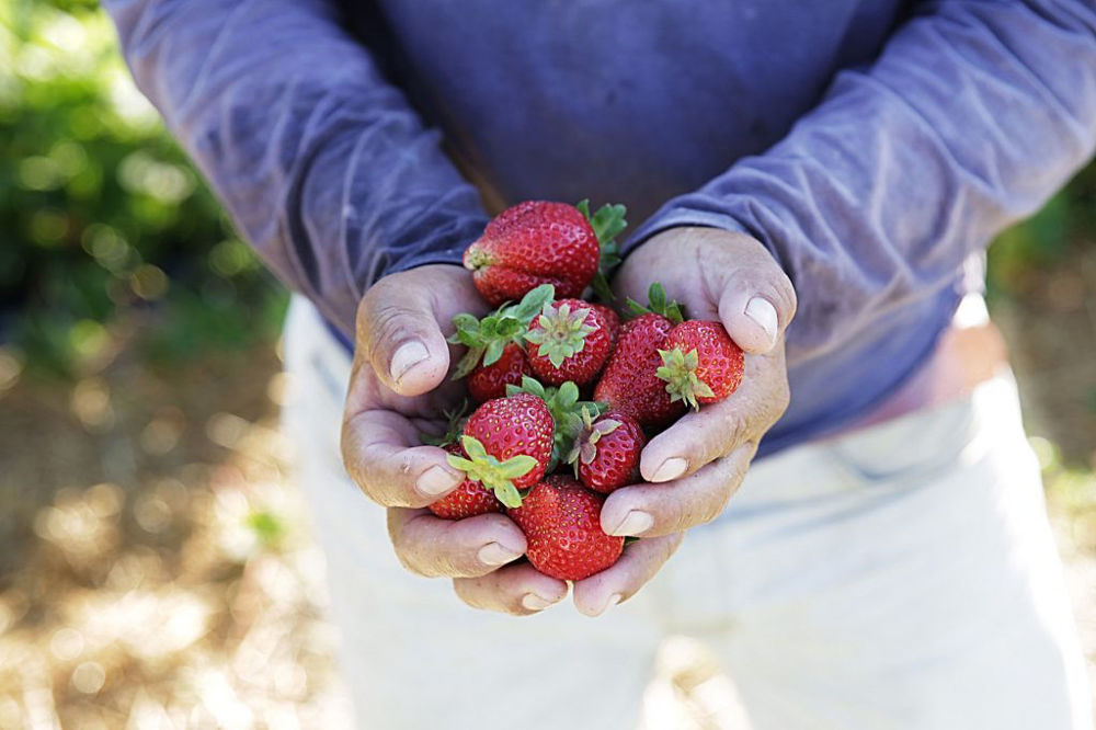 Barrie Hill Farms Strawberries